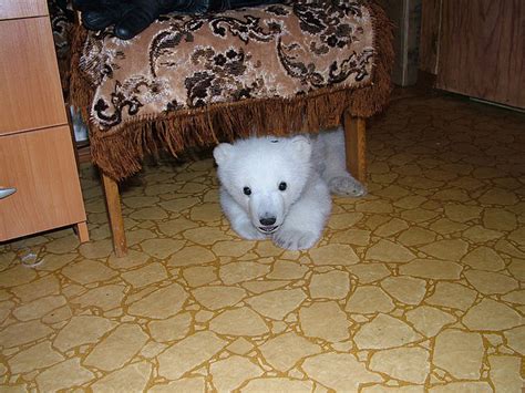 Polar Bear Cub Rescued Pics Izismile