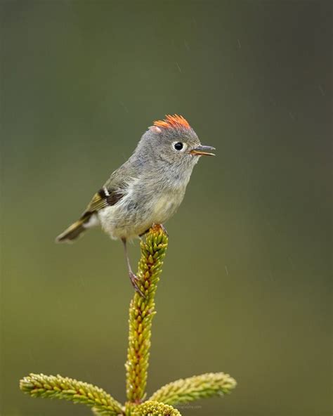 Пин от пользователя Wil на доске Vogels Exotisch Birds exotic Птицы