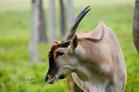 African Safari in North America Global Wildlife Center, Folsom ...