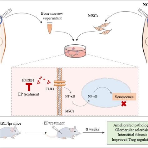 Bm Mscs And Bone Marrow Supernatant Were Isolated From Bone Marrow Of Download Scientific