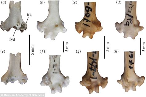 16-million-year-old parrot fossil found in Siberia - Earth.com