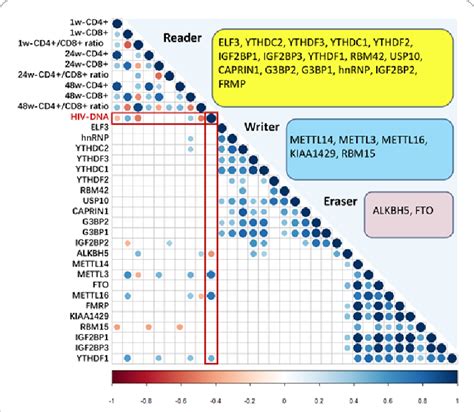 Correlation Heatmap Of RNA M6A Related Genes HIV DNA And CD4 And