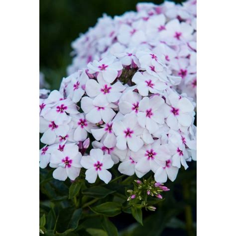 PŁOMYK FLOKS WIECHOWATY FLAME WHITE EYE PHLOX PANICULATA