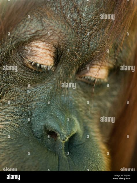 Orangutan Deep In Thought Stock Photo Alamy