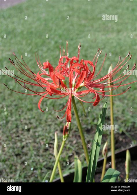 Lycoris Radiata Hi Res Stock Photography And Images Alamy