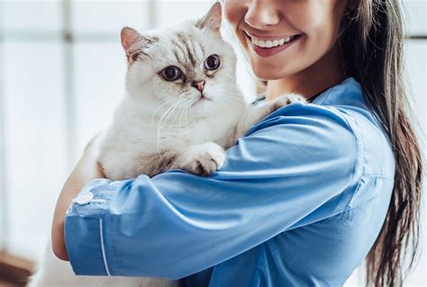 Prednisolone And Prednisone For Cats: Get To Know These Medications ...