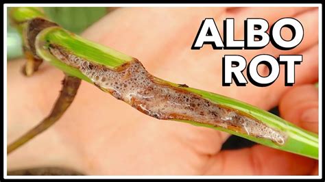 Root Rot Treatment Stem Rot On Variegated Monstera Youtube