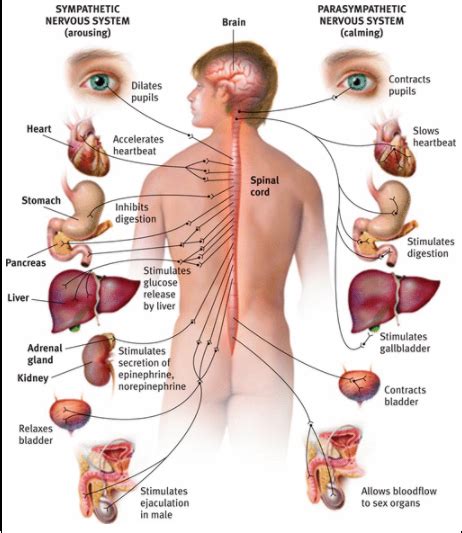 Nervous System Diagram Psychology Sympathomedullary Pathway