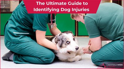 Identifying Dog Injuries