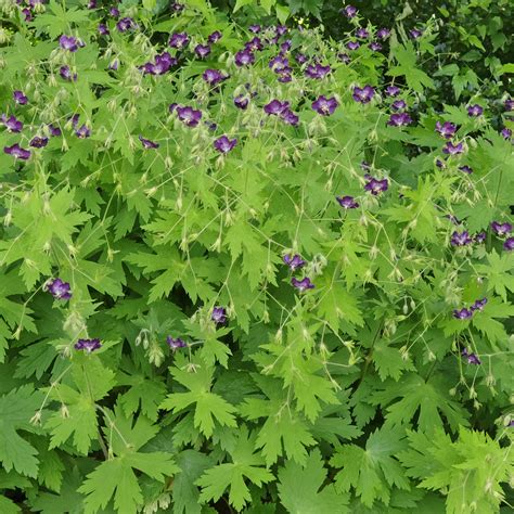 Dusky Crane's-Bill (Geranium phaeum "Lily Lovell")