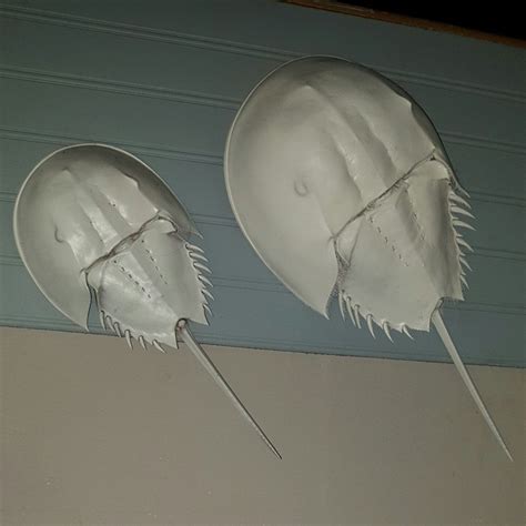 Siffgallery Shared A New Photo On Etsy Crab Decor Horseshoe Crab