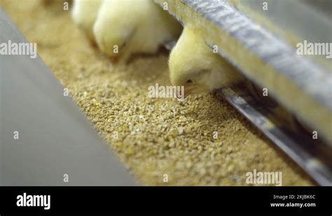 Chicken Eating Food In Farm On Tray Farm For Breeding Chickens