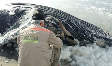 Atiende Profepa Varamiento De Ballena Jorobada En Playa Del Municipio