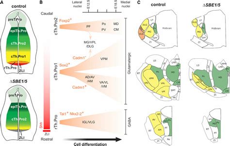 Model Of Thalamic Development A Thalamic Progenitors Are Organized