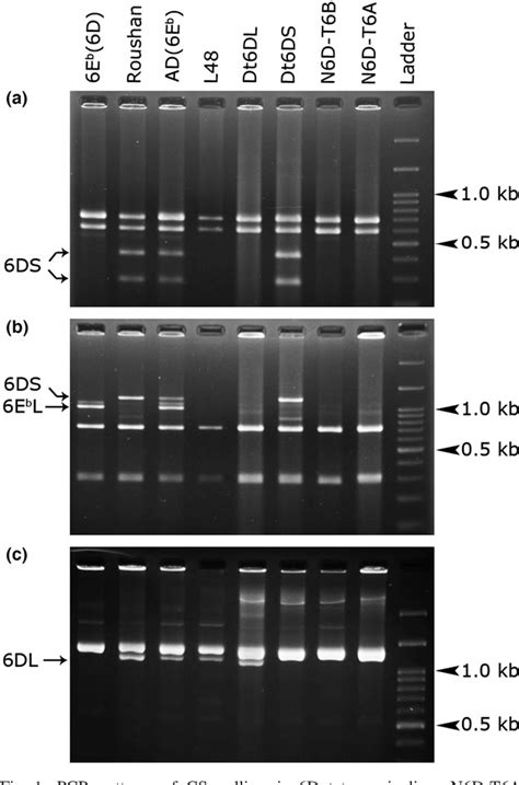 Pdf A Robertsonian Translocation From Thinopyrum Bessarabicum Into