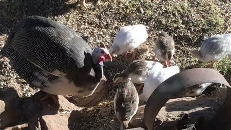 Guinea Fowl And Guinea Fowl Keets Youtube