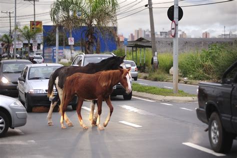 Prefeitura Da Serra Orienta Sobre Recolhimento De Animais De Grande