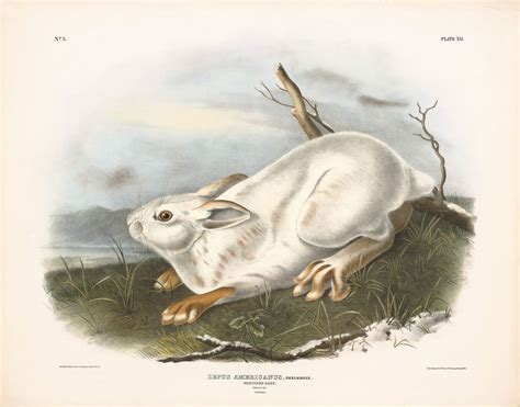 Audubon Bowen Edition Pl Northern Hare By Oppenheimer Editions