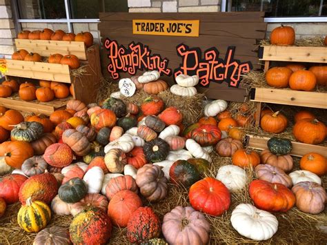 Trader Joe S Are The Pumpkin Pros Pumpkin Display Pumpkin Pumpkin