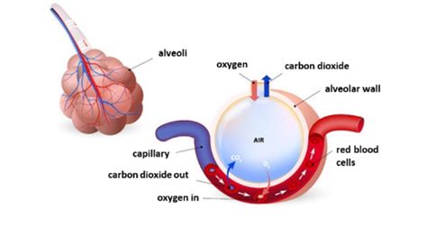 Alveoli What Are Alveoli How Do They Work Diffusion In Lungs