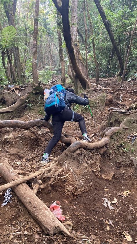 pendakian gunung gede melihat indahnya surya kencana