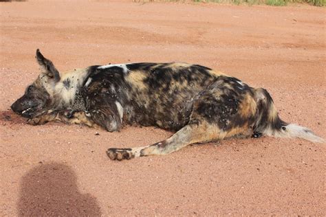 Roadkill: Endangered wild dogs mowed down by car and shot | endangered ...