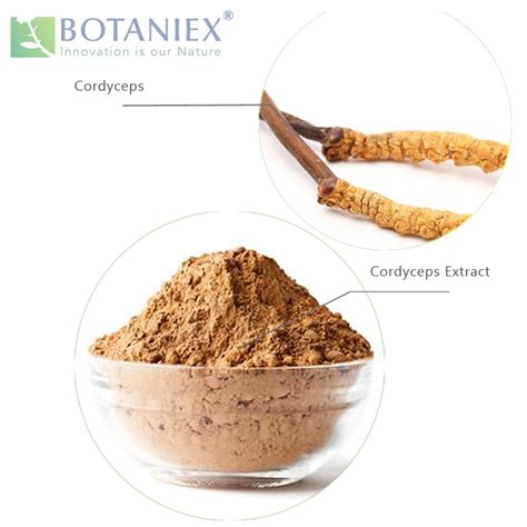 Cordyceps Extract Cordyceps Sinensis Extract Cordyceps Mushroom