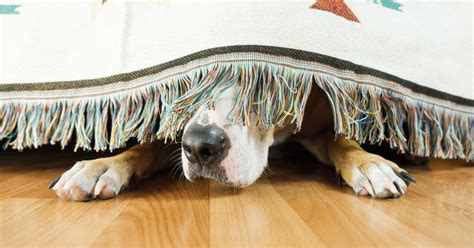 Is Your Dog Scared of Fireworks? Here's How to Make Them Feel Safe.