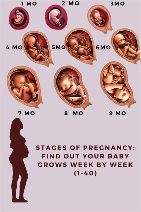 Stages Of Pregnancy