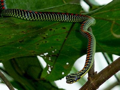 Chrysopelea, The Flying Snake | Amazing Creatures