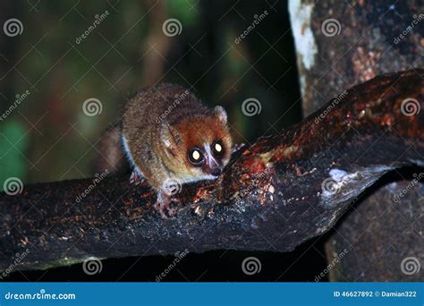 Brown Mouse Lemur Microcebus Rufus In A Rain Forest Stock Photo