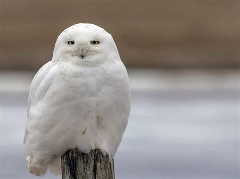 Snowy Owl Bird Facts (Bubo scandiacus) | Birdfact