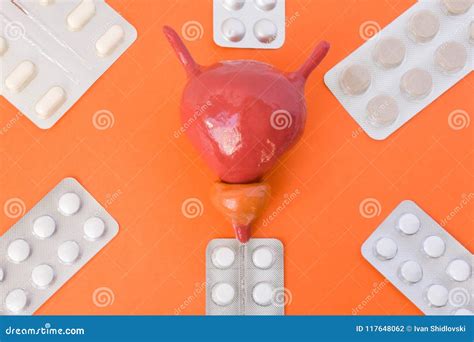 Anatomische Modelle Der Prostata Und Der Blase Umgeben Durch Sechs