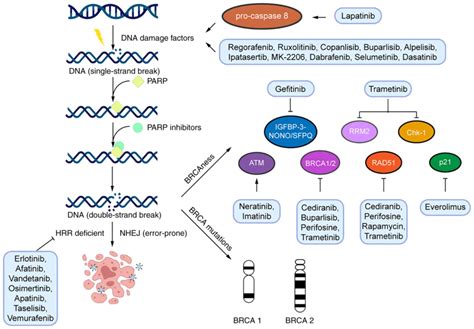 Combined Parp Inhibitors And Small Molecular Inhibitors In Solid Tumor