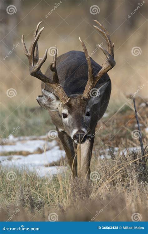 Whitetail Buck With Kicker Point On Antlers Royalty-Free Stock ...