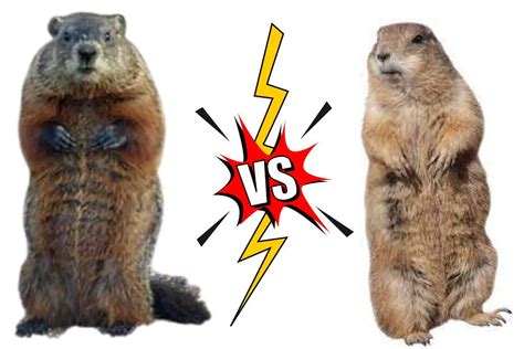 Gopher Vs. Groundhog (15 Differences)