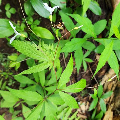 Bowmans Root Fawns Breath Gillenia Trifoliata Western Carolina