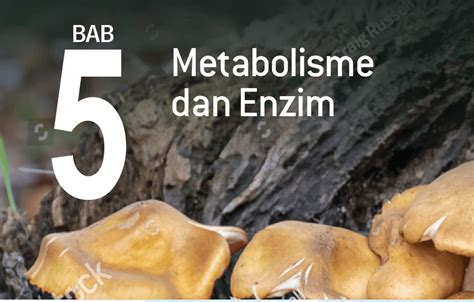 Metabolisme Dan Enzim Biology Quiz Quizizz