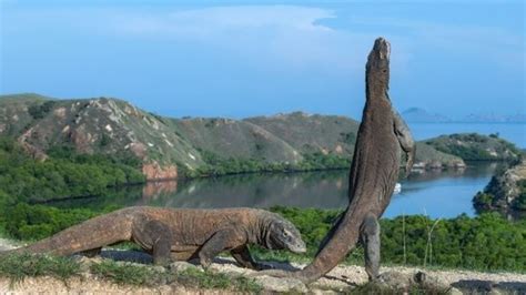 Dragao De Komodo Dragao De Komodo Varanus Komodoensis