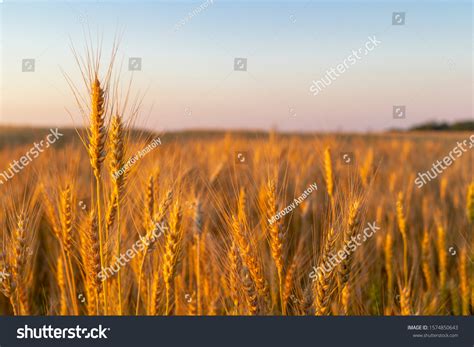 946,264 Wheat Field Images, Stock Photos & Vectors | Shutterstock