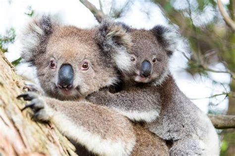 Animals In Australia Australian Animals You Should Know Wildlife