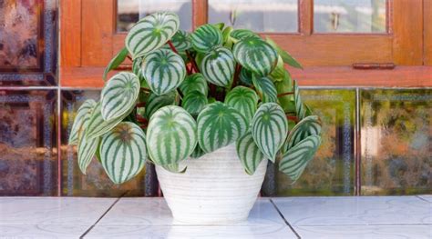 How To Plant Grow And Care For Watermelon Peperomia