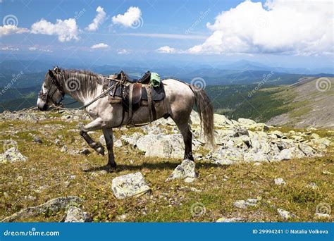 Landscapes Of Altai Mountains. Horse Tourism Stock Image - Image: 29994241