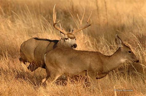 Mule Deer Buck Chasing Doe | Rocky Mountain Arsenal National Wildlife ...