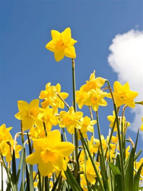 Flower Meaning and Symbolism: What do Daffodils Mean?