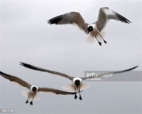 265 Laughing Gulls In Flight Stock Photos High Res Pictures And