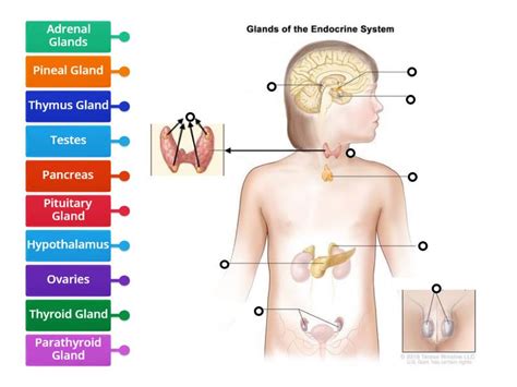 Endocrine System Diagram - Labelled diagram