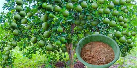 Aplica Este Abono Natural A Tus Limoneros Y ¡tendrás Una Cosecha Fenomenal Trucos De La Abuela