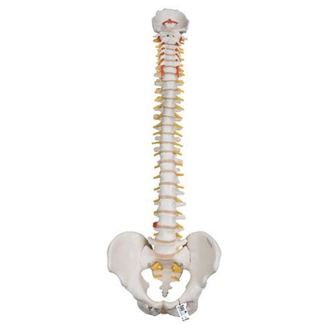 Highly Flexible Human Spine Model Mounted On A Flexible Core B