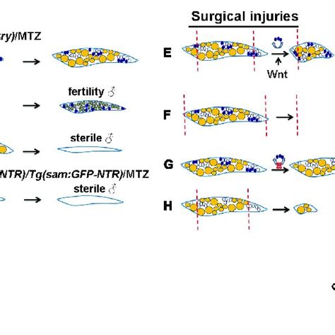 Schematic Of Genetic Ablation By Ntr Mtz System And Ovarian Surgical